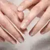 بالم تندرکر هندوانه اوریفلیم